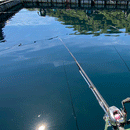 大郷屋 オリジナル海上釣堀穂先 繊細-SENSAI-