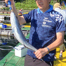 大郷屋 オリジナル海上釣堀穂先 繊細-SENSAI-