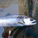 大郷屋 B-VOLOST トローリングロッド レイクトローラーBSP 240MB ベイトモデル