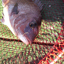 大郷屋 オリジナル海上釣堀穂先 繊細-SENSAI-