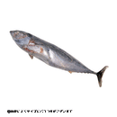 浜市　海上釣堀エサ 冷凍ソーダカツオ　※クール便利用