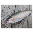 ダイワ 海上釣堀仕掛け 海上釣堀サーモンダイバーSS DAIWA