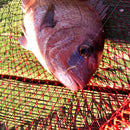 大郷屋 B-VOLOST 海上釣堀竿 海上釣堀 脈釣王360BAIT EX 90th Anniversary