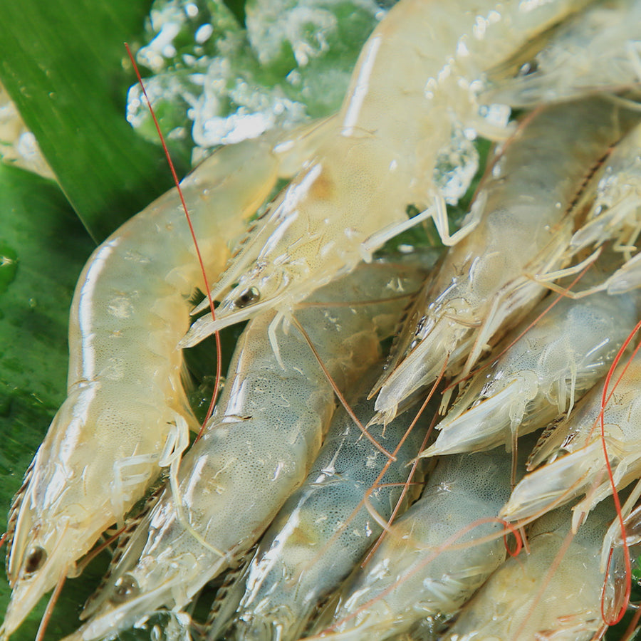 大郷屋 エサ 海上釣堀 大粒えび みそエキス漬け 冷凍餌 OZATOYA クール